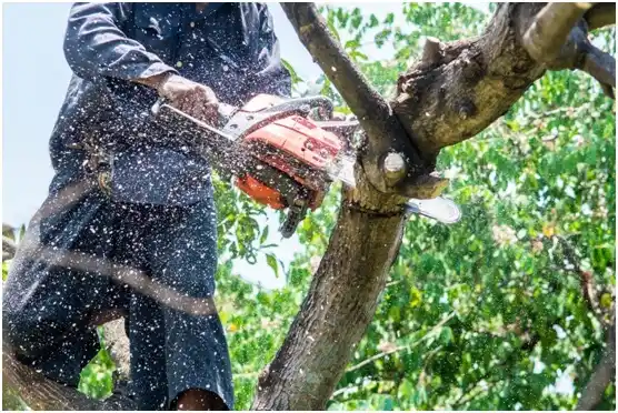 tree services Follett